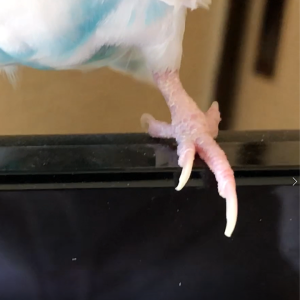 セキセイインコの爪切り