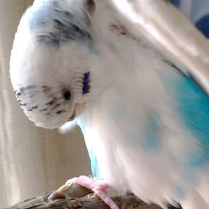 セキセイインコの特徴