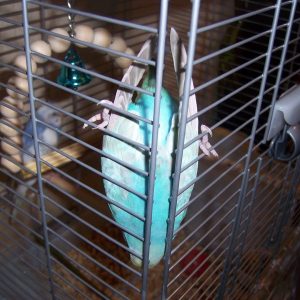 ケージから出たいセキセイインコ