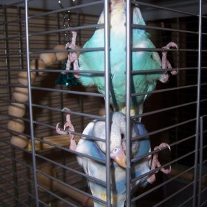 ケージから出たいセキセイインコ