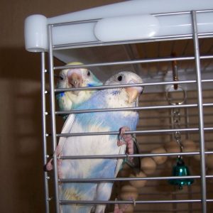 ケージから出たいセキセイインコ