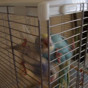 ケージから出たいセキセイインコ