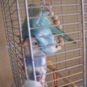 ケージから出たいセキセイインコ