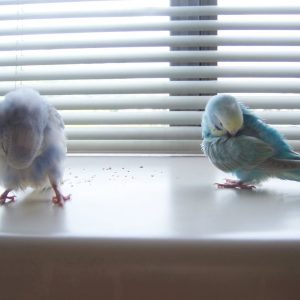 セキセイインコの羽繕い