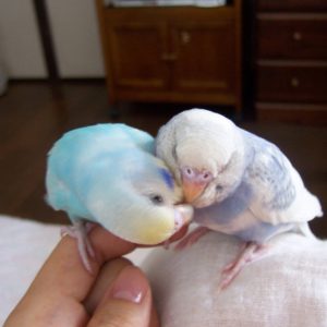 セキセイインコの羽繕い
