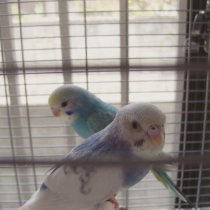 ケージから出たいセキセイインコ
