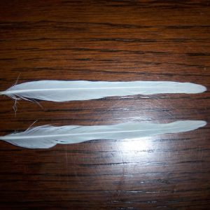 セキセイインコの羽根