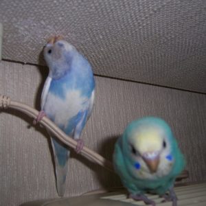 セキセイインコの飼い方注意点