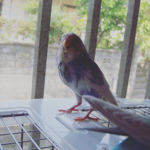 セキセイインコの水浴び