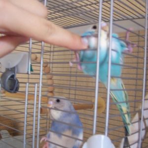 ケージから出たいセキセイインコ