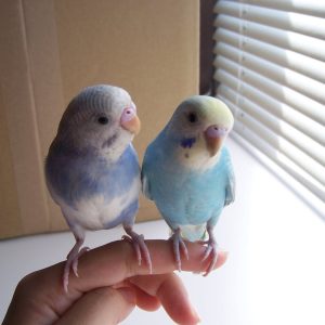 セキセイインコの飼い方