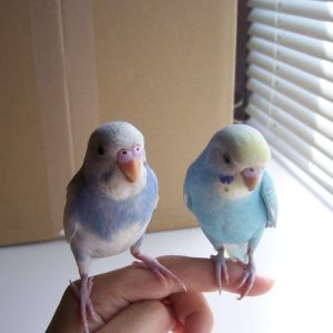 セキセイインコの飼い方