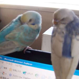 セキセイインコの寝る姿