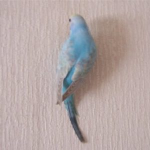 セキセイインコレインボー