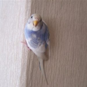 セキセイインコライラック
