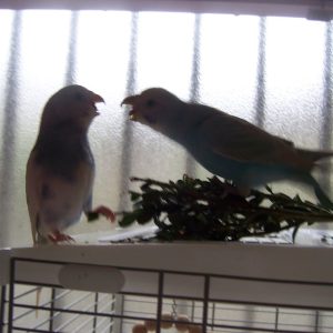 セキセイインコのケンカ