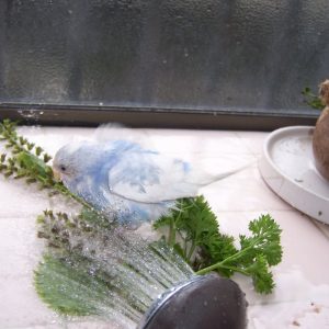 セキセイインコの水浴び