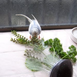 セキセイインコの水浴び