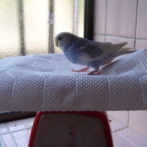 セキセイインコの体重