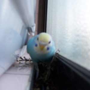 セキセイインコの遊び