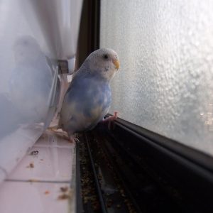 セキセイインコの遊び