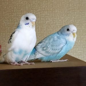 セキセイインコの幼鳥