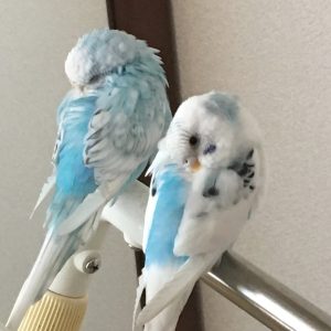 セキセイインコの幼鳥