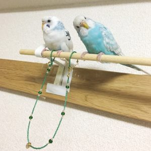 セキセイインコの幼鳥