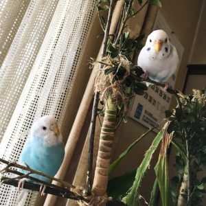 セキセイインコの幼鳥