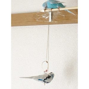 セキセイインコの遊び