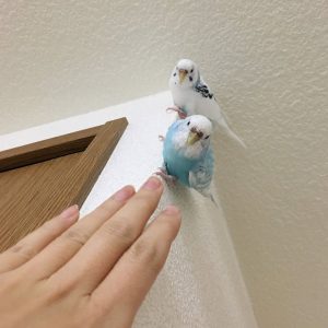 セキセイインコの遊び
