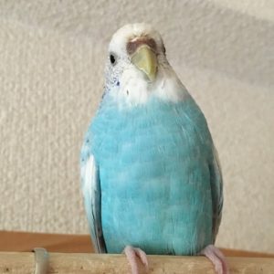 セキセイインコオスメスの見分け方