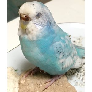 セキセイインコオスメスの見分け方