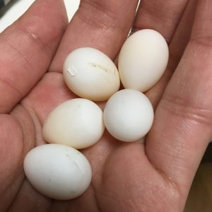 セキセイインコの卵