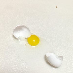 セキセイインコの卵