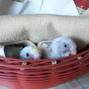 セキセイインコのひな