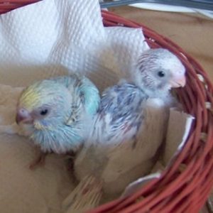 セキセイインコのひな