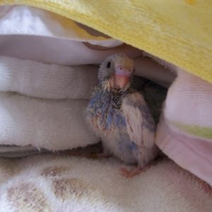セキセイインコのヒナ