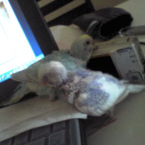 セキセイインコの雛