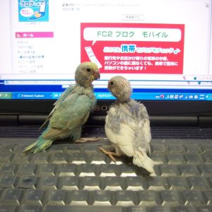 セキセイインコのヒナ