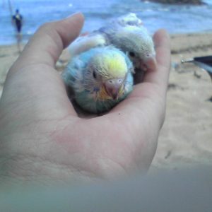 セキセイインコの雛