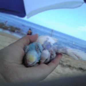 セキセイインコの雛