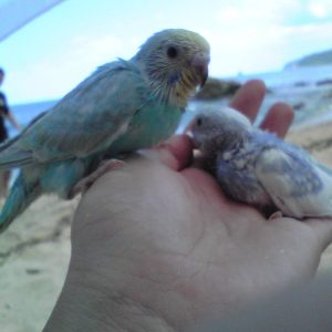 セキセイインコの雛