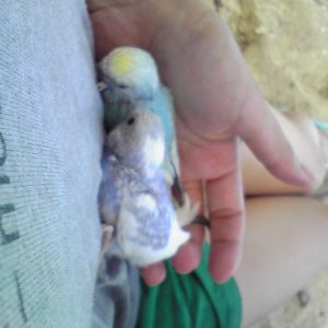 セキセイインコの雛