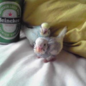 セキセイインコのヒナ