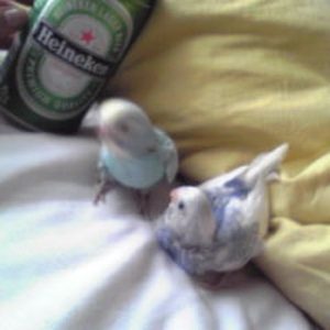 セキセイインコのヒナ