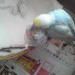 セキセイインコのひな