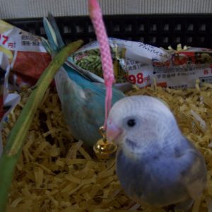 セキセイインコのヒナ