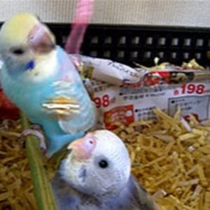 セキセイインコのヒナ