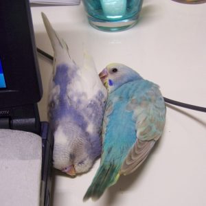 セキセイインコの中ヒナ